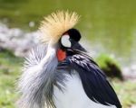 The Close-up Of The Beautiful East African Crowned Crane Stock Photo