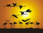 Flamingos And Sunset Stock Photo