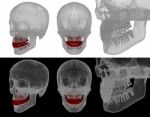 Medical Illustration Of The Tooth Stock Photo