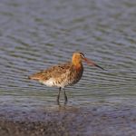 Eastern Black-tailed Godwit Stock Photo