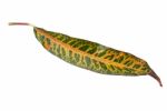 Green Color Leaf With Yellow Pattern Stock Photo