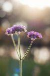 Purple Flowers At Sunlight Stock Photo