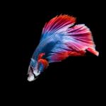 Betta Fish On Black Stock Photo