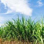 Sugarcane And Blue Sky Stock Photo