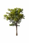 Green Tree On White Background Stock Photo