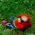 Scarlet Macaw Stock Photo