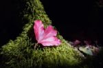 Maple Leaf On Green Plant Background Stock Photo