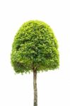 Dwarf Tree Isolated On White Stock Photo