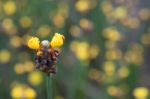 
Xyridaceae Beautiful Field Full Of Yellow Stock Photo