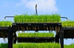 Aeroponics Rice Plantation Stock Photo