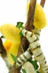 Silk Worms Stock Photo