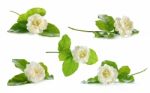 Jasmine Flower Isolated On The White Background Stock Photo