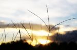 Silhouette, Grass Flowers Stock Photo