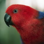 Crimson Rosella Stock Photo