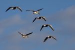 Greylag Geese (anser Anser) Flying Over Marshes In Essex Stock Photo