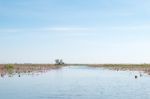 Red Lotus Field Lake In Harn Kumphawapi,udonthani,thailand Stock Photo