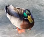 Beautiful Image Of A Mallard Walking On Ice Stock Photo