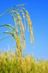 Paddy Rice Stock Photo