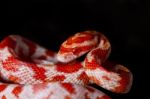 Red Corn Snake Stock Photo