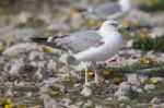 Young Seagulls Near The Cliffs Stock Photo