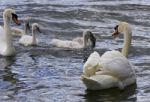 Beautiful Background With The Swans With The Chicks Stock Photo