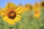 Sunflower Stock Photo