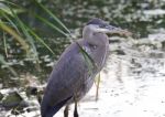 Image Of A Great Blue Heron Standing In The Mud Stock Photo