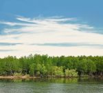 Mangrove Forest Stock Photo