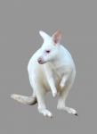 Albino Wallaby Isolated Stock Photo