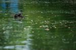 Turtle And Peaceful Stock Photo