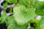 Yong Melon Seeding Damage By Insect Stock Photo