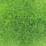 Grass Background Stock Photo