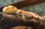 Central Bearded Dragon (pogona Vitticeps) Stock Photo