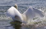 Beautiful Isolated Photo Of The Swan Showing His Power Stock Photo