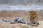 Leopard Stock Photo