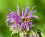 Isolated Image Of A Honeybee Sitting On Flowers Stock Photo