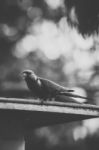 Rainbow Lorikeet Stock Photo