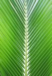 Coconut Leaf Isolated On White Background Stock Photo