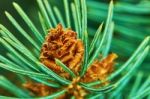 Emerging Pine Cone Stock Photo