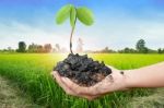 Plant In The Hand On Sunset  Rice Field Background Stock Photo