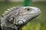 Iguana Head Stock Photo