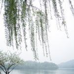 Chinese Willow Tree Stock Photo