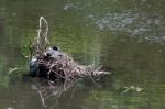 Coot Sitting On Nest Stock Photo