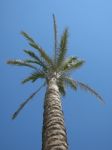 Palm Tree On Blue Sky Stock Photo