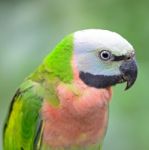 Red-breasted Parakeet Stock Photo