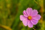 Blooming Garden Cosmos (mexican Aster) Stock Photo