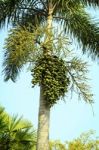 Betel Nuts Stock Photo