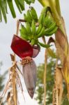 Green Bananas In The Organic Garden Plant Stock Photo