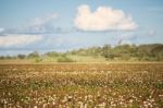 Cotton Field In Oakey, Queensland Stock Photo