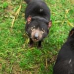 Tasmanian Devil Found During The Day In Tasmania Stock Photo